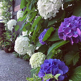 紫陽花/アナベル/ガーデンフェンス/DIY/小さな庭...などのインテリア実例 - 2019-06-22 16:15:51