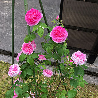 晴れ27°/ガートルード・ジェキル/つるバラ/薔薇のある庭/ガーデニング...などのインテリア実例 - 2020-06-03 15:18:55