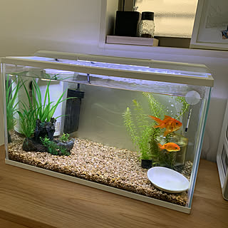 シンプルナチュラル 金魚水槽のおしゃれなアレンジ 飾り方のインテリア実例 Roomclip ルームクリップ