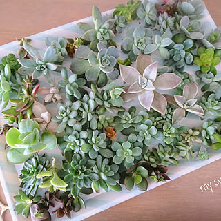 多肉植物 カット苗 取り出せ モリモリ 4