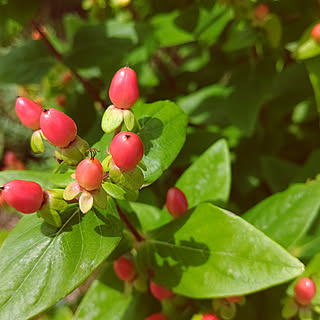 玄関/入り口/庭/植物のある暮らし/グリーン大好き＊/ヒペリカム...などのインテリア実例 - 2020-06-20 09:38:06