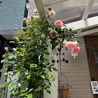 花のある暮らし/ピエール・ドゥ・ロンサール/薔薇のある暮らし/手作りガーデン雑貨/薔薇のある庭...などのインテリア実例 - 2023-05-05 20:03:38