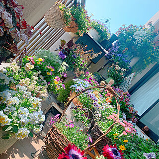 花のある暮らし/ガーデニング大好き/IG→ten.412/花の寄せ植え/グリーンのある暮らし...などのインテリア実例 - 2020-04-09 12:55:27