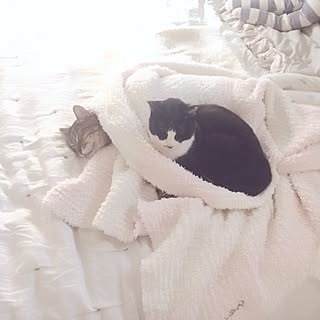 ベッド周り/ジェラートピケ/ZARA HOME/ねこ部/ねこと暮らす。...などのインテリア実例 - 2016-10-23 10:16:32