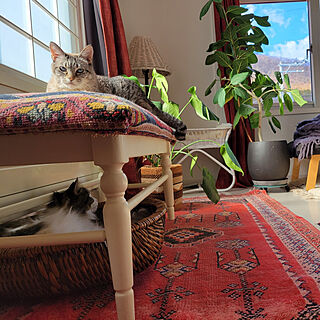 ベッド周り/猫と暮らす家/観葉植物のある暮らし/植物のある暮らし/デブ猫...などのインテリア実例 - 2022-11-18 06:43:24