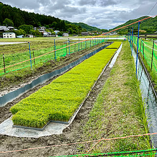 ベッド周り/田んぼの景色/庭/田舎暮らし/なかなか訪問できずｺﾞﾒﾝﾅｻｲ...などのインテリア実例 - 2024-05-08 08:44:41