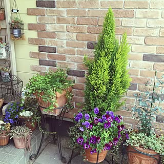 ユーカリ鉢植えのインテリア実例 Roomclip ルームクリップ