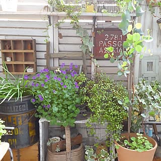 壁/天井/DIY/賃貸/植物/a.s.g...などのインテリア実例 - 2017-05-10 07:57:27