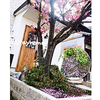 ピンク♡/八重桜/クリーピングタイムの花/グリーンのある暮らし/すっきり暮らしたい...などのインテリア実例 - 2020-04-20 18:12:50