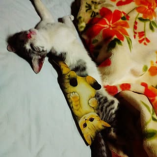 ベッド周り/猫大好き♡/保護猫ちゃん/名前は「こーちゃん」/猫のいる非日常...などのインテリア実例 - 2016-09-20 08:16:09