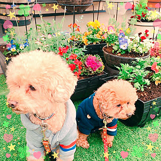 植物のある暮らし/トイプードルと暮らす/トイプードル多頭飼い/植物/寄せ植え...などのインテリア実例 - 2019-11-28 22:11:23