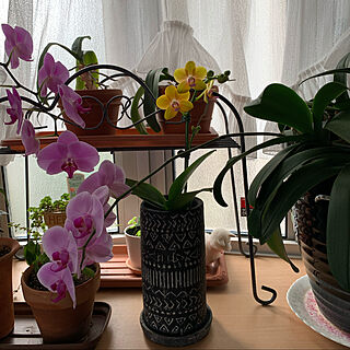 植物のある暮らし/お花が好き/胡蝶蘭/観葉植物/出窓...などのインテリア実例 - 2021-05-09 18:41:03