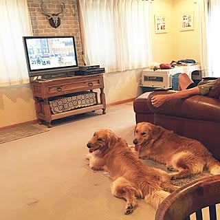 部屋全体/可愛い♡/兄弟/犬と暮らす家/犬小屋ですみません(￣◇￣;)...などのインテリア実例 - 2016-09-18 21:39:06