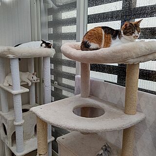 部屋全体/ねこのいる日常/猫と暮らす/ねこと暮らす。/キャットタワー...などのインテリア実例 - 2023-08-09 16:48:09