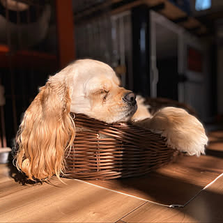 愛犬と暮らす/愛犬/アメリカンコッカー/アメリカンコッカースパニエル/部屋じゃなくてゴメンなさい...などのインテリア実例 - 2019-11-29 21:29:27