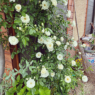 庭/バラのある庭/DIY/お花/オリーブ...などのインテリア実例 - 2023-05-04 20:47:53
