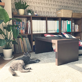 部屋全体/朝の1枚/ひとり暮らし/植物のある暮らし/猫の壁紙...などのインテリア実例 - 2018-10-24 10:26:27