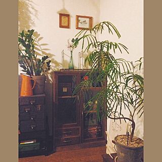 棚/茶箪笥/植物/男前からホッコリへのインテリア実例 - 2014-10-15 20:18:30