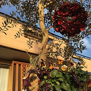 リース今年はオリーブの木に掛けてみました/ハンギング/クリスマス/花のある暮らし/ガーデニング...などのインテリア実例 - 2016-12-22 07:39:24