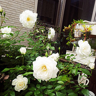 部屋全体/私の癒し/植物のある暮らし/薔薇のある暮らし/5月の庭...などのインテリア実例 - 2022-05-14 20:22:28