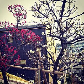 春が待ち遠しい/梅の木/お庭のインテリア実例 - 2016-02-03 22:51:12
