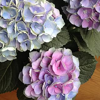秋色紫陽花 西安のインテリア実例 Roomclip ルームクリップ