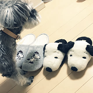 白黒茶色時々グレー/犬と暮らす家/子どもと暮らす/茶色と白色が好き/スヌーピーlove♡...などのインテリア実例 - 2019-11-21 11:18:54