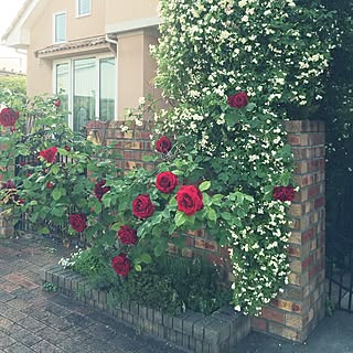 黒薔薇のインテリア実例 Roomclip ルームクリップ