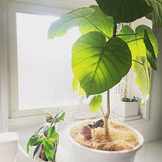 キッチン/ウンベラータ/観葉植物/多肉植物/暮らしを楽しむ...などのインテリア実例 - 2017-02-13 00:05:31