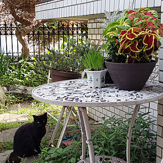 猫/ねこのいる風景/庭/寄せ植え/外猫ちゃんのインテリア実例 - 2020-06-24 17:03:32