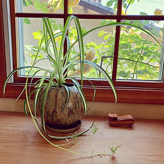 棚/オリズルラン/陶器の植木鉢/植木鉢/上げ下げ窓のインテリア実例 - 2018-05-21 11:31:10