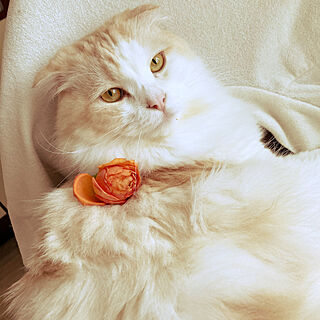オレンジのバラ/猫と暮らす/リビングのインテリア実例 - 2022-03-18 09:18:40