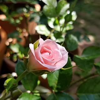 玄関/入り口/花のある暮らし/薔薇/花に囲まれて暮らす/薔薇の蕾...などのインテリア実例 - 2024-05-03 10:03:06