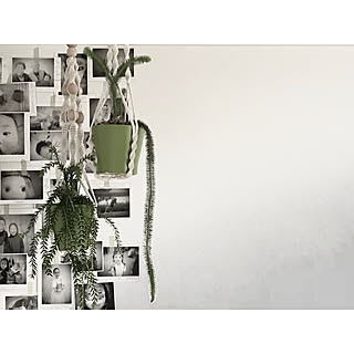 観葉植物 フペルジアのおすすめ商品とおしゃれな実例 | RoomClip(ルームクリップ) | RoomClip(ルームクリップ)