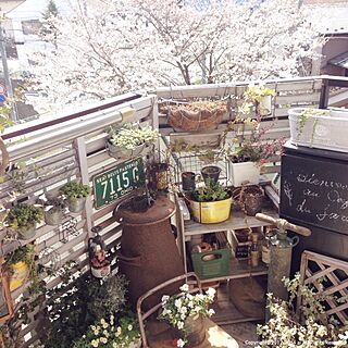 壁/天井/ベランダガーデニング/植物/a.s.g/桜のインテリア実例 - 2014-04-01 10:51:33