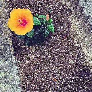 花壇/ハイビスカスが咲きました。/庭/玄関/入り口のインテリア実例 - 2020-09-01 19:15:51