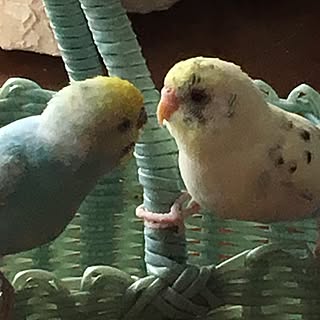 ベッド周り/インコと暮らす家/インコ大好き♡/インテリアじゃなくてごめんなさい...のインテリア実例 - 2017-06-12 16:48:24