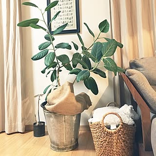 部屋全体/観葉植物/ニトリ/100均/無印良品...などのインテリア実例 - 2017-01-16 18:44:52