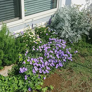 玄関/入り口/手作り花壇/花の名前が分かりません/花のある暮らし/花壇...などのインテリア実例 - 2017-05-28 12:46:32