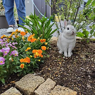 玄関/入り口/みどりのある暮らし/花のある暮らし/うさぎと暮らす/初めてのうさんぽ...などのインテリア実例 - 2023-05-05 21:35:25