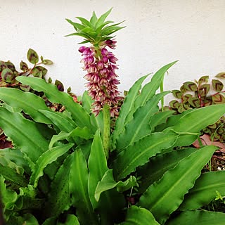 部屋全体/パイナップルリリー/植物のある暮らし/花のある暮らし/地植え...などのインテリア実例 - 2017-07-20 10:35:53