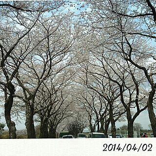 桜のトンネル/名前変えました(*´︶`*)/いつもいいねありがとうございます♡/インテリアじゃなくてごめんなさい！のインテリア実例 - 2014-04-02 13:20:49