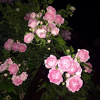玄関/入り口/玄関アプローチ/パーゴラ/アンジェラ/薔薇が好き...などのインテリア実例 - 2016-05-22 21:34:45