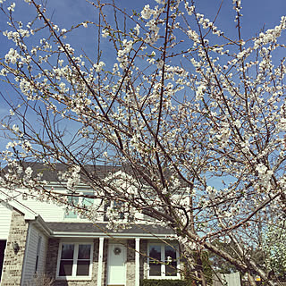 部屋全体/さくら 桜/桜 満開❇︎/spring *✲ﾟ*/春 ❀.(*´◡`*)❀.のインテリア実例 - 2018-05-03 06:44:12