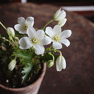 バス/トイレ/植物/花のインテリア実例 - 2016-05-20 09:49:25