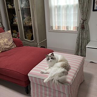 リビング/タフ猫同盟/NO CAT,NO LIFE❤️/プチトリアノンに憧れる/IKEA...などのインテリア実例 - 2016-05-25 08:53:17