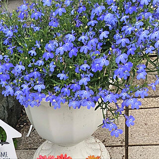 青い花♡/青い花が好き/青い花/アズーロコンパクト/植物のある暮らし...などのインテリア実例 - 2020-06-28 12:40:22