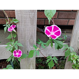 東側の庭 ダイソーの肥料のインテリア実例 Roomclip ルームクリップ