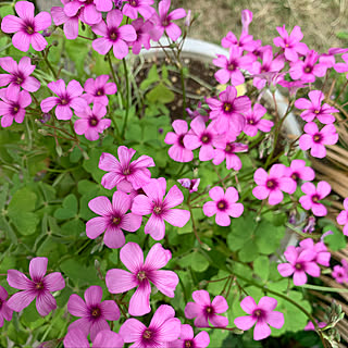 オキザリス/花/庭/部屋全体のインテリア実例 - 2019-05-19 21:10:28