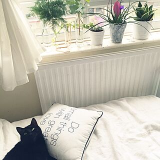 ベッド周り/黒猫/猫ハンター/H&M HOME/IKEA...などのインテリア実例 - 2015-07-31 01:48:03
